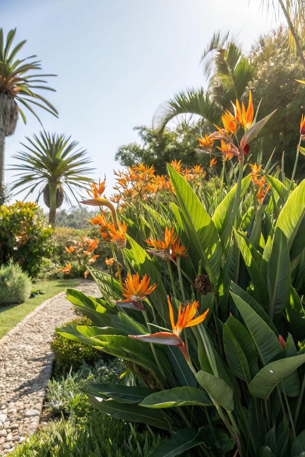 A sunny corner evolves into a tropical haven with clustered Bird of Paradise.