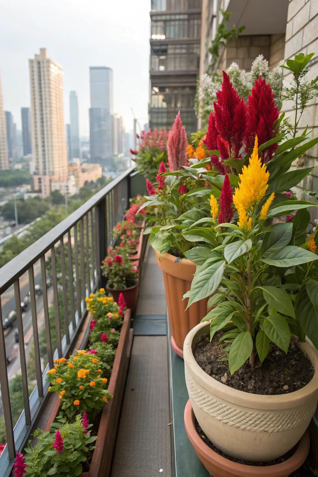 A vivid cock's comb display graces a city balcony.
