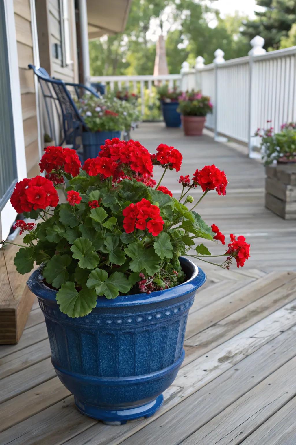 Vibrant red geraniums beautifully contrast against a classic blue ceramic pot on a charming wooden porch.
