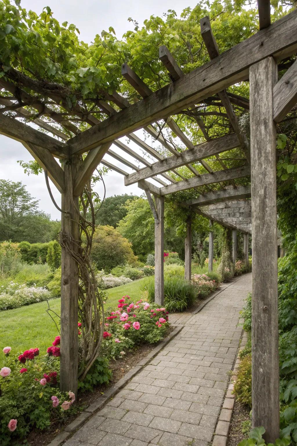 A classic timber shelter displays vibrant grapevines.