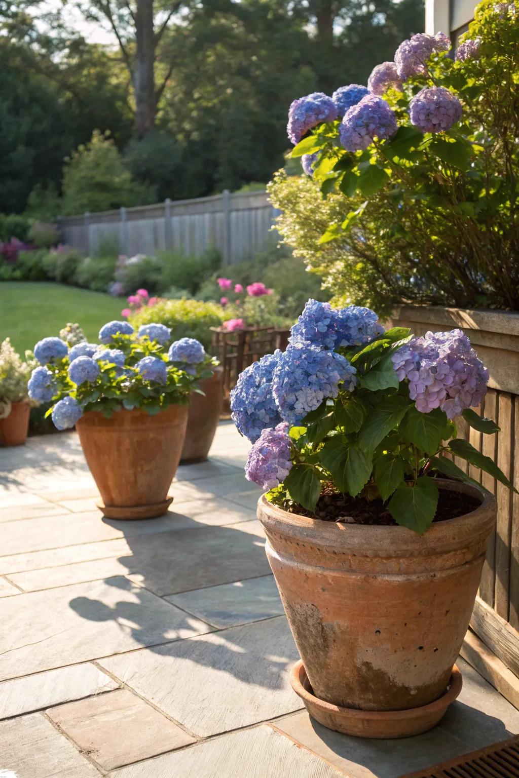 Earthenware pots lending a rustic feel to container hydrangeas on a bright patio.