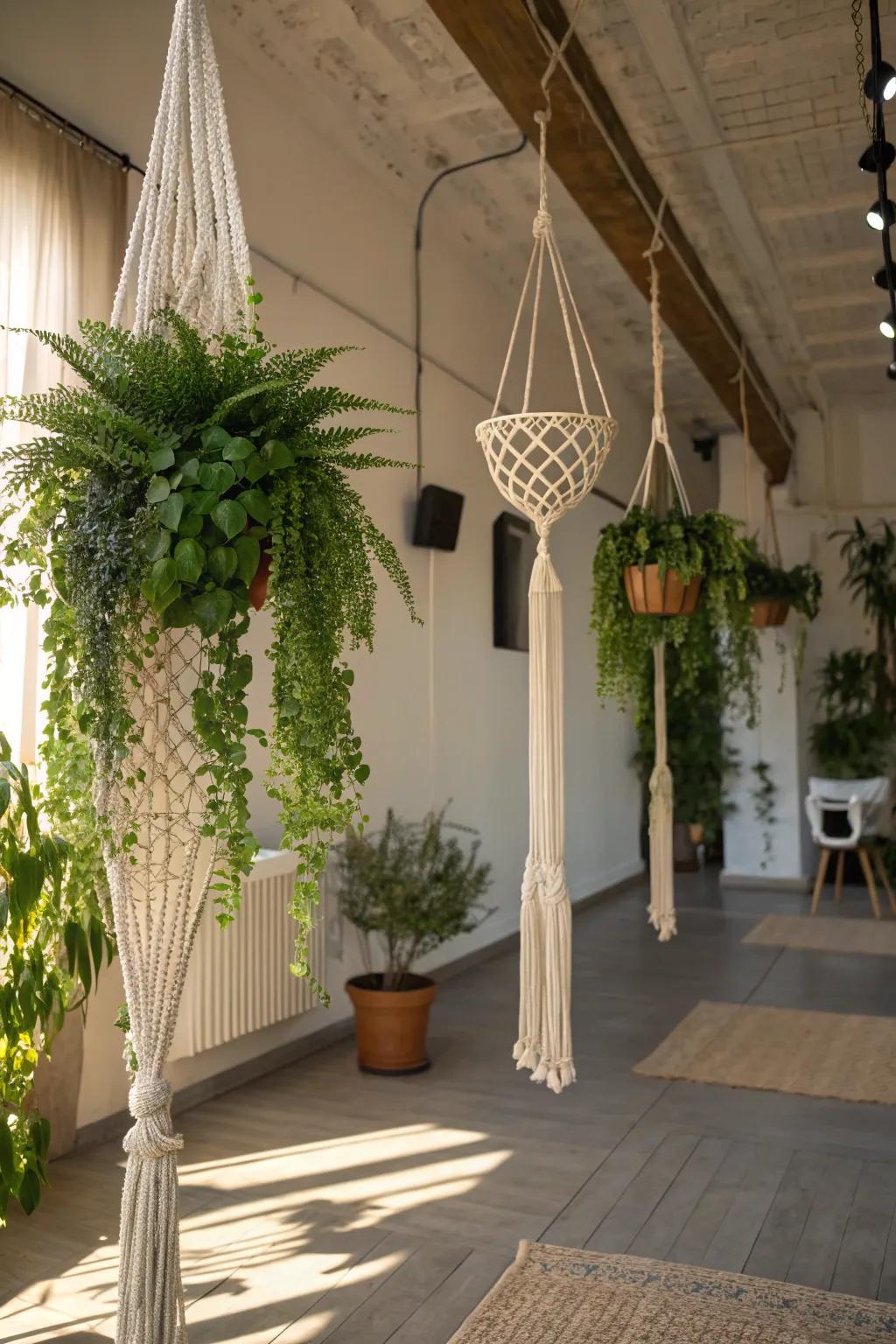Infuse height and playfulness into your area with an aerial plant arrangement.