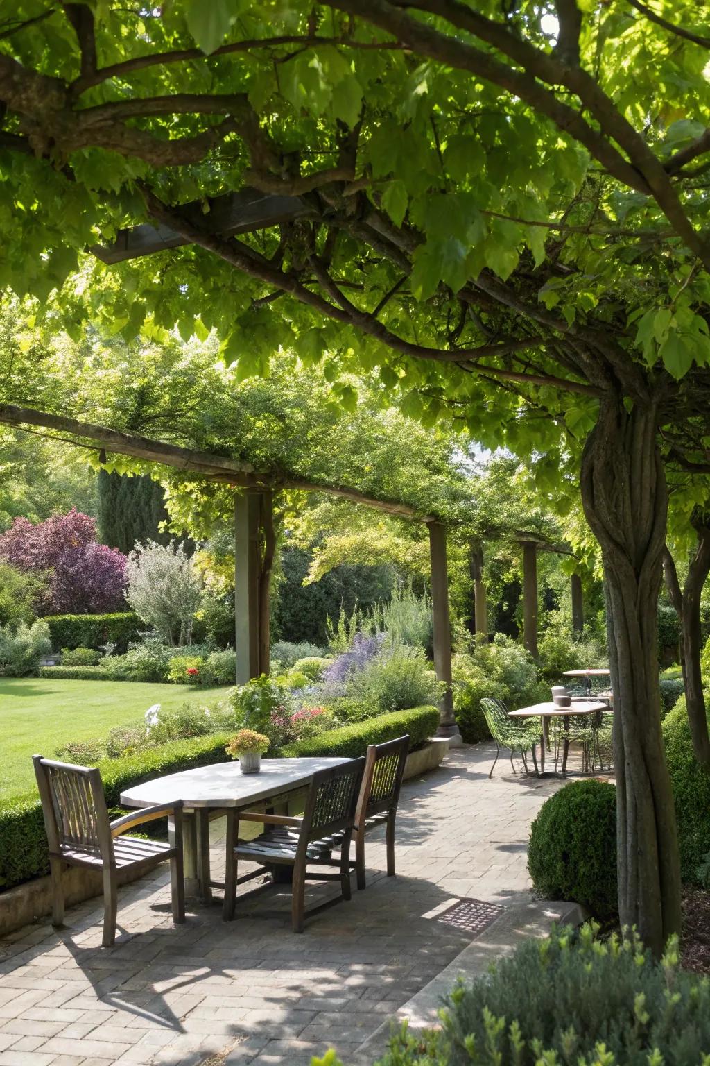 Low maintenance trees deliver shade and boost solitude effortlessly.