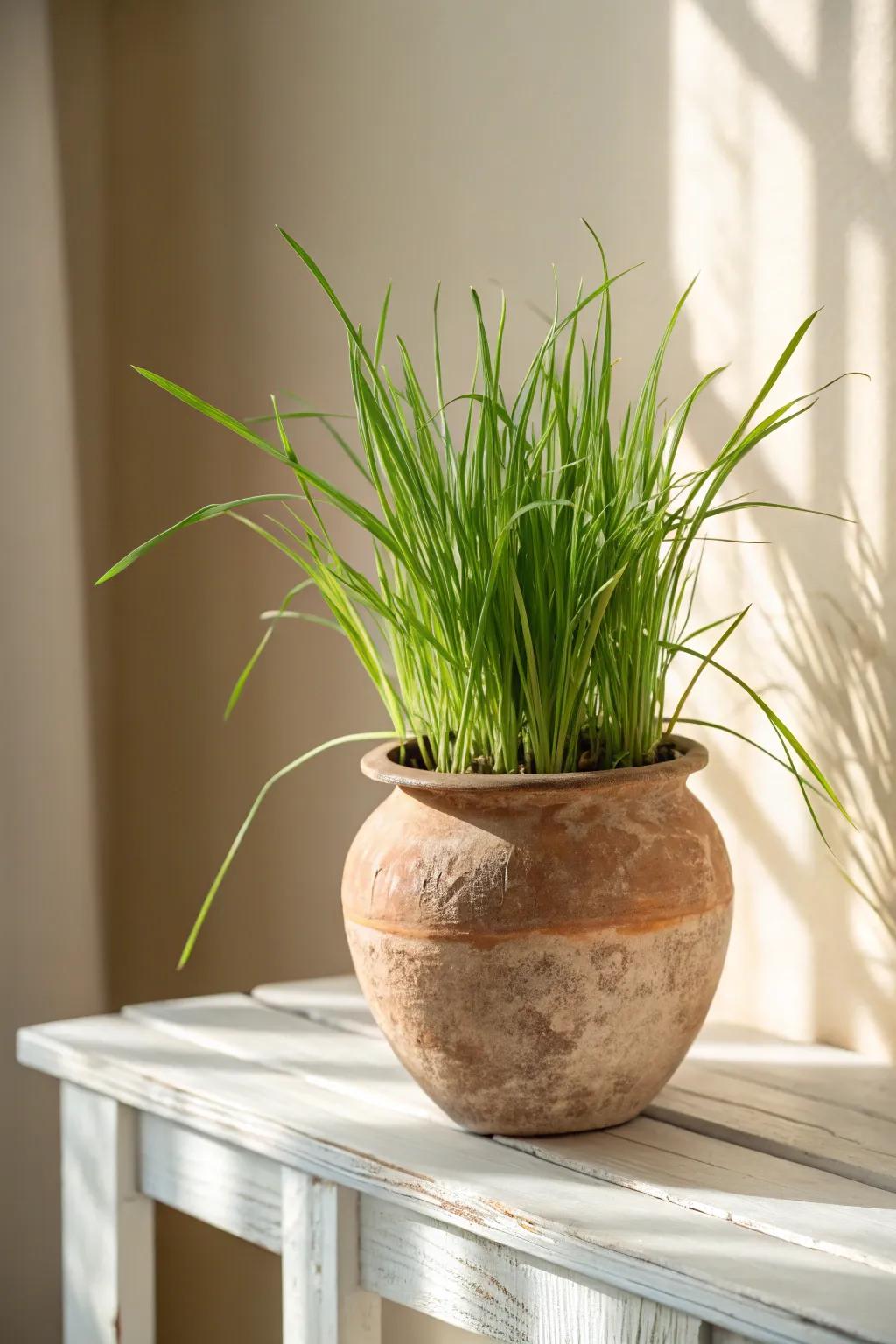 Embrace simplicity with the classic beauty of an earthenware essential—perfect for nurturing your lemon balm dreams.