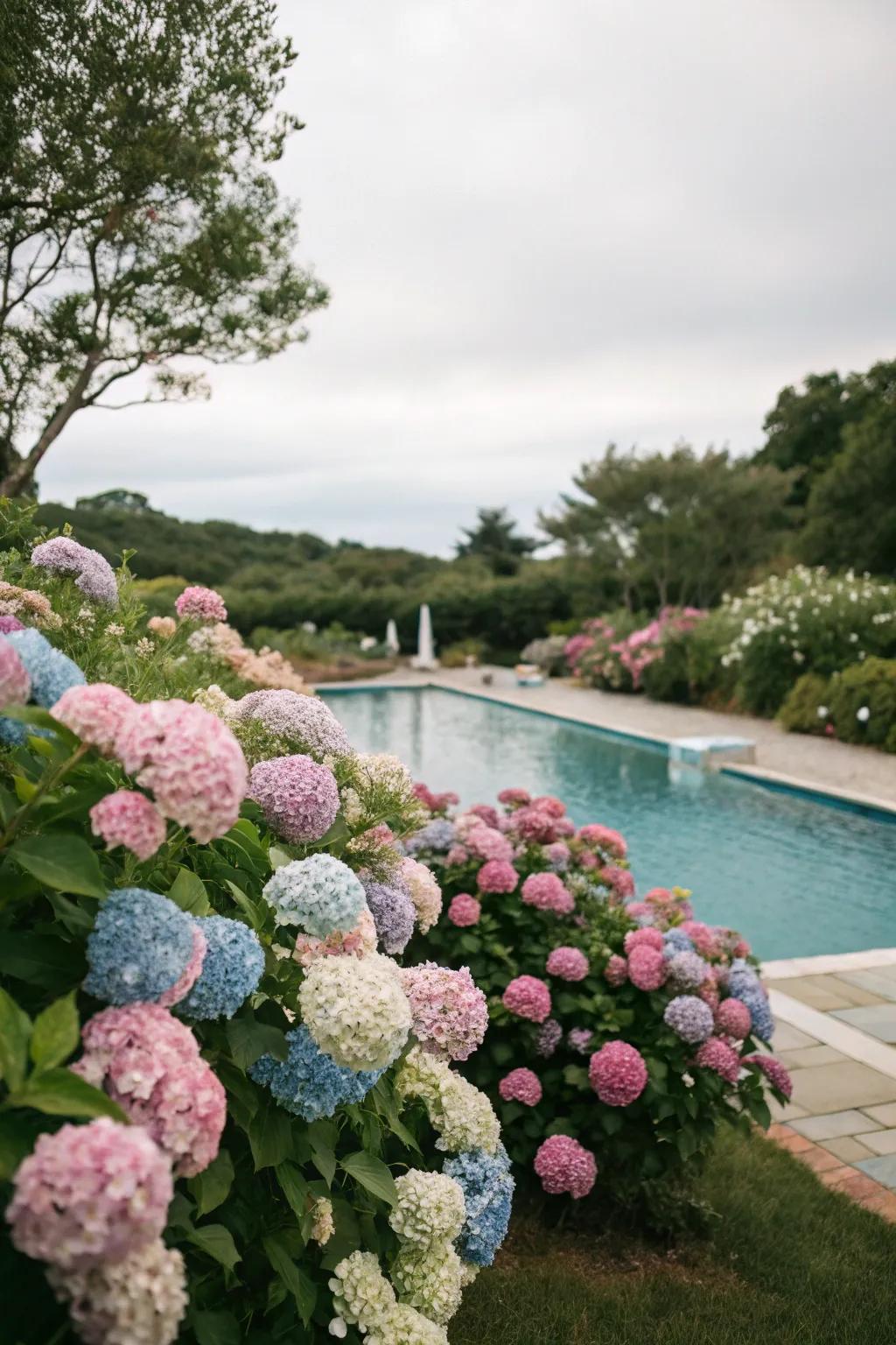 Hydrangeas deliver a dramatic floral exhibition poolside.
