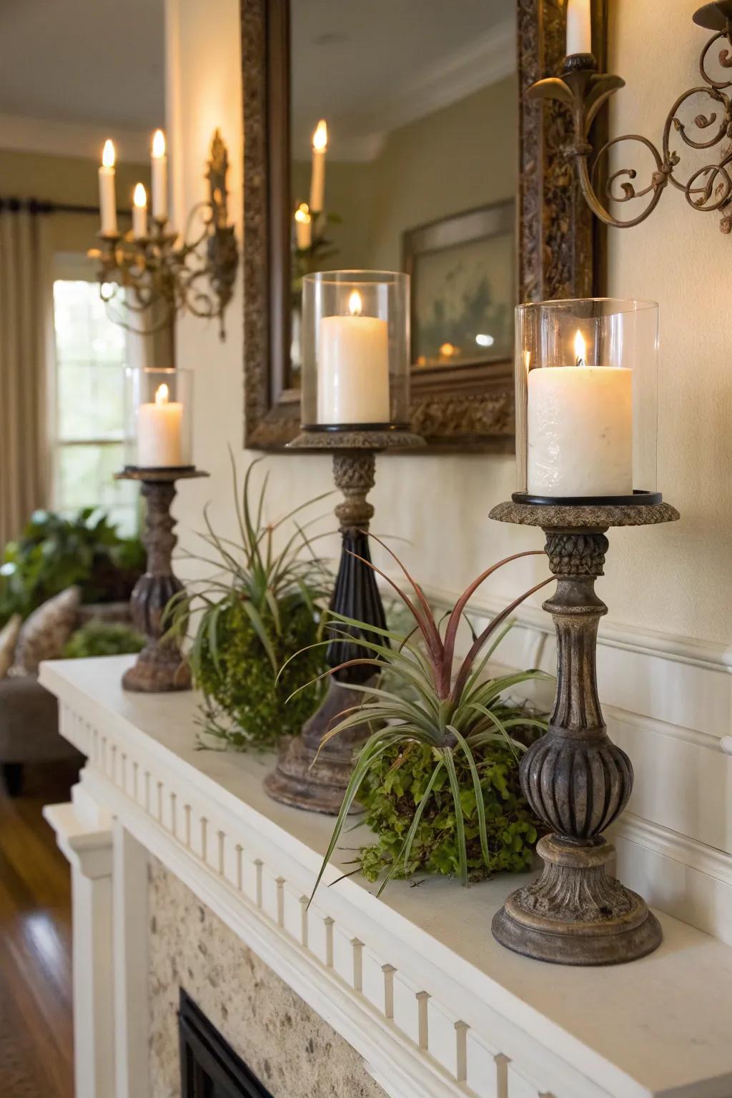 Air plants presented in light holders.