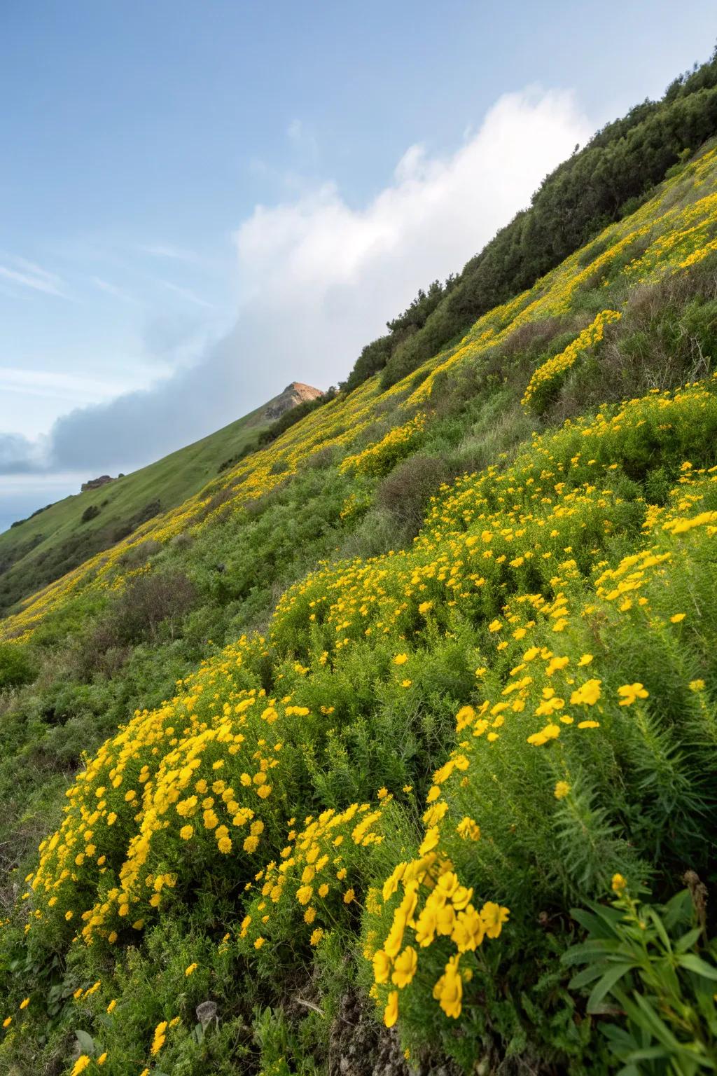 Sunbeam Bloom brings a sunny disposition to garden slopes.