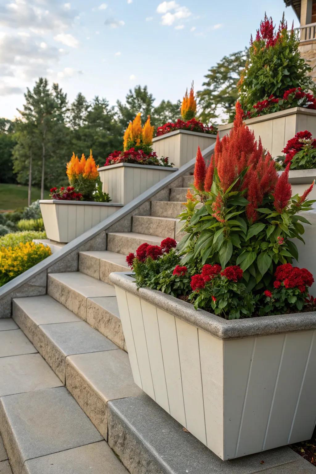 Cock's comb arrangements gain depth from layered heights.