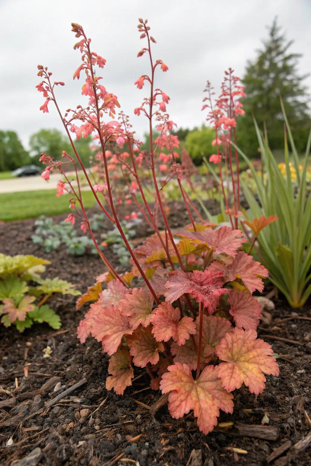 Mulch boosts the vibrant hues of kaleidoscope bells in the garden.