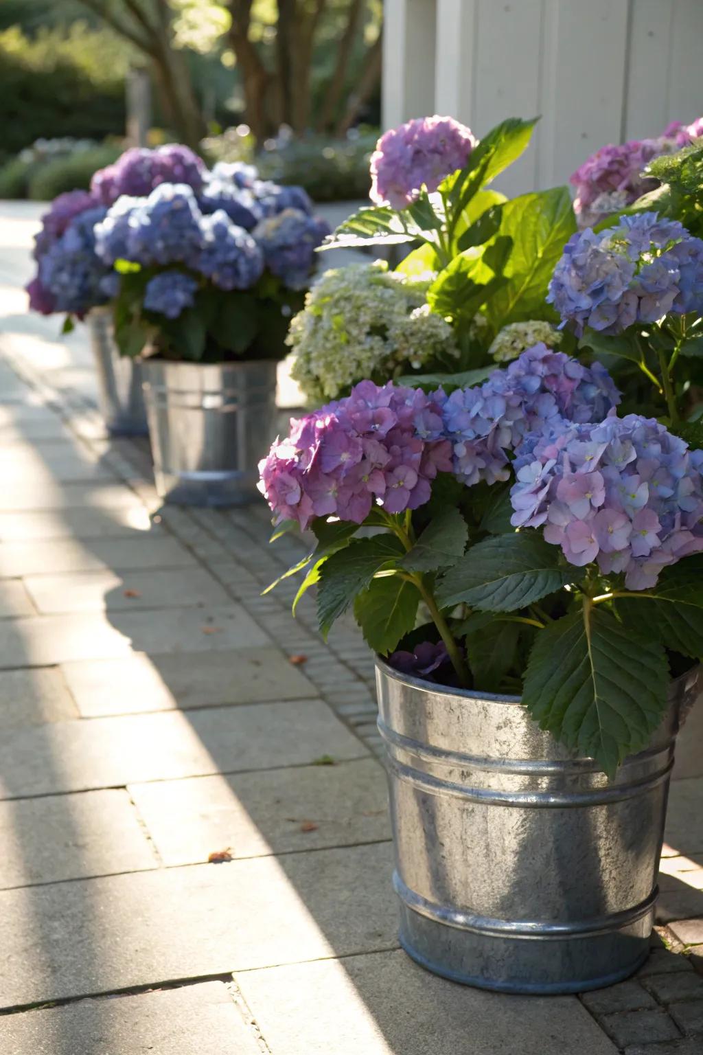 Shimmering pots lending container hydrangeas a hint of shimmer.