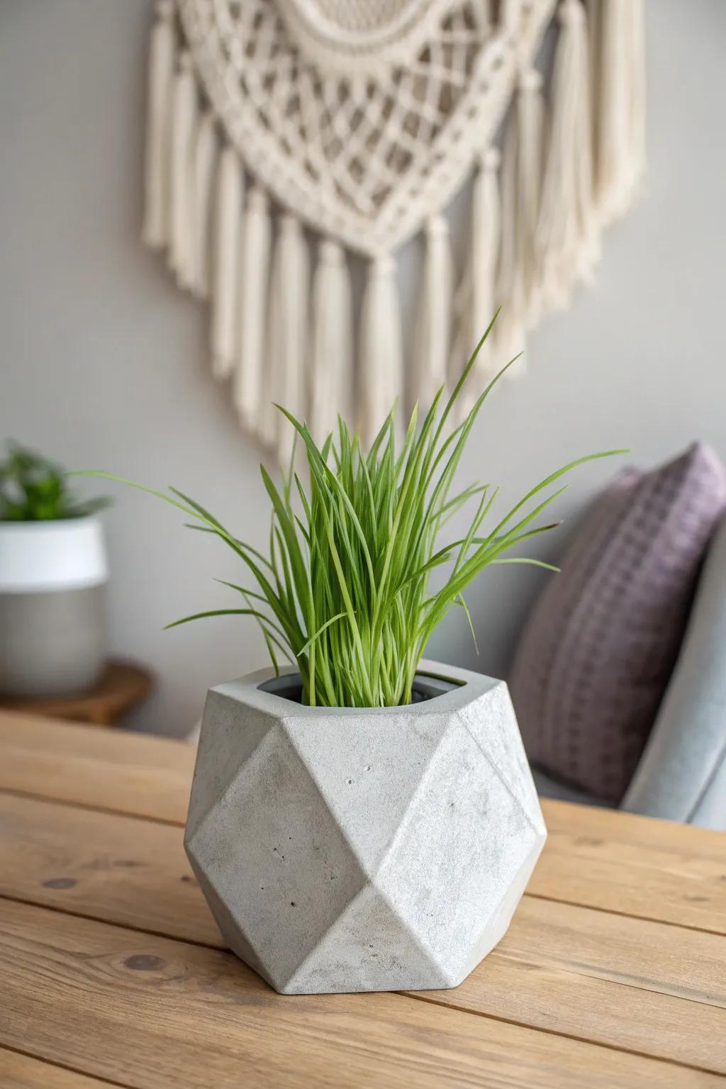 Elevate your space with a chic geometric cement showcase and lush lemon balm.