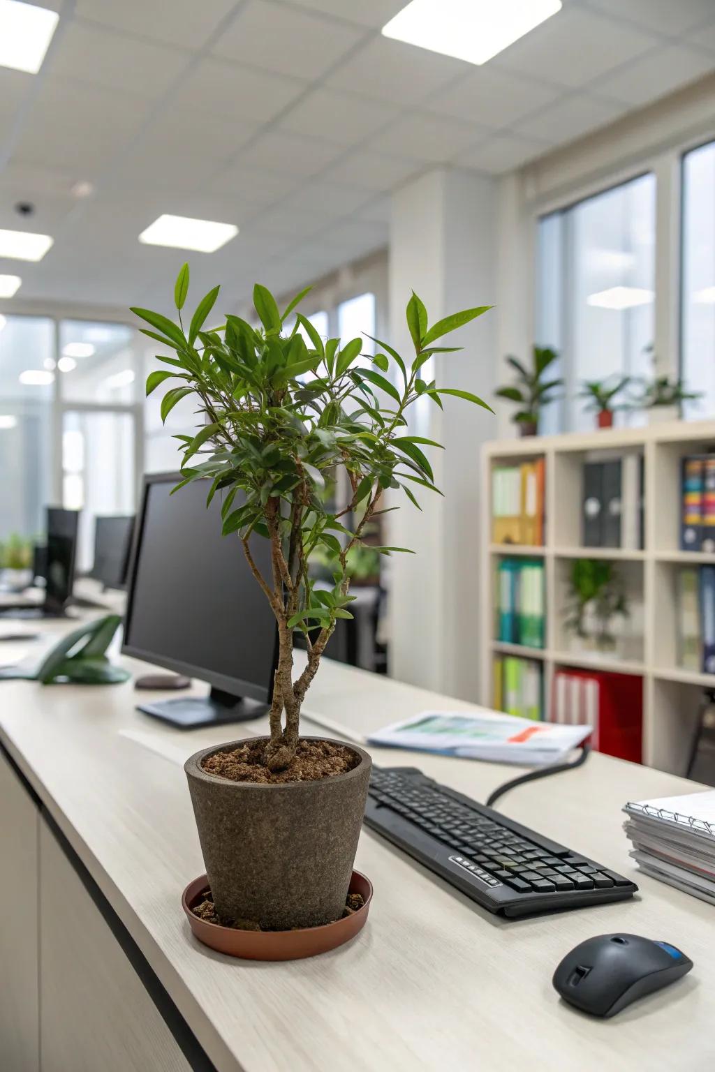 Enhance your workspace through a disposition-enhancing plant.