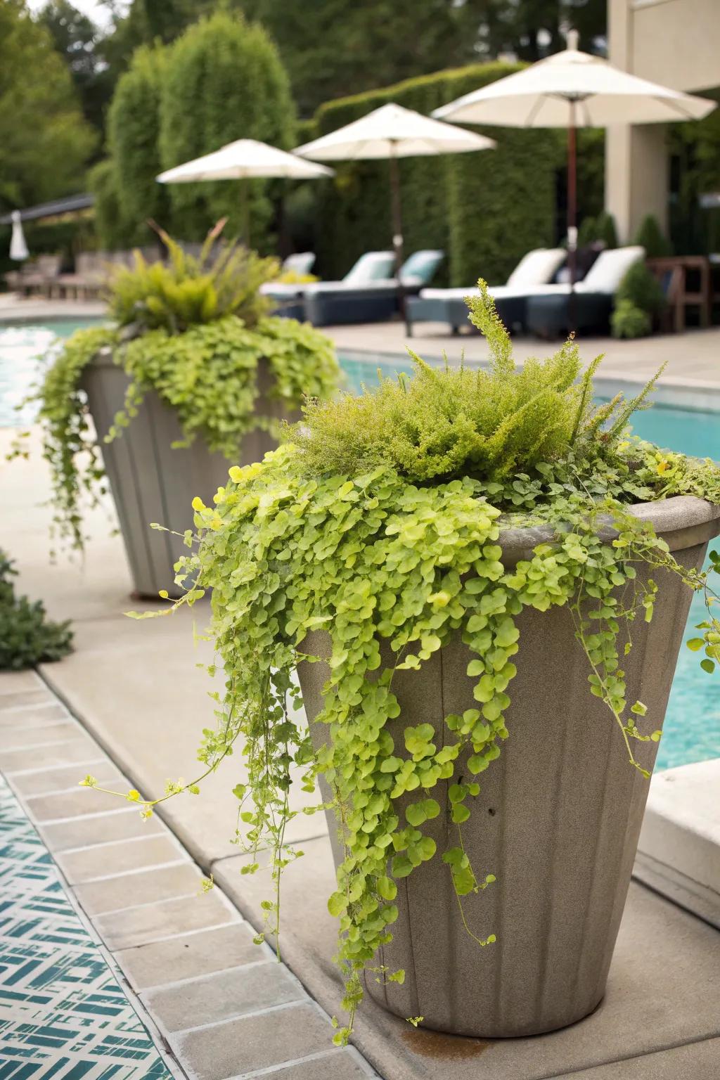 Creeping Jenny introduces a vibrant, cascading effect to containers.