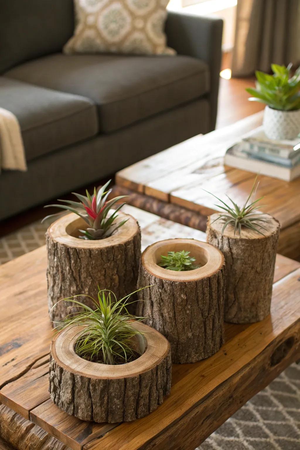 Logs with sections removed tender a rustic appeal for air plant staging.