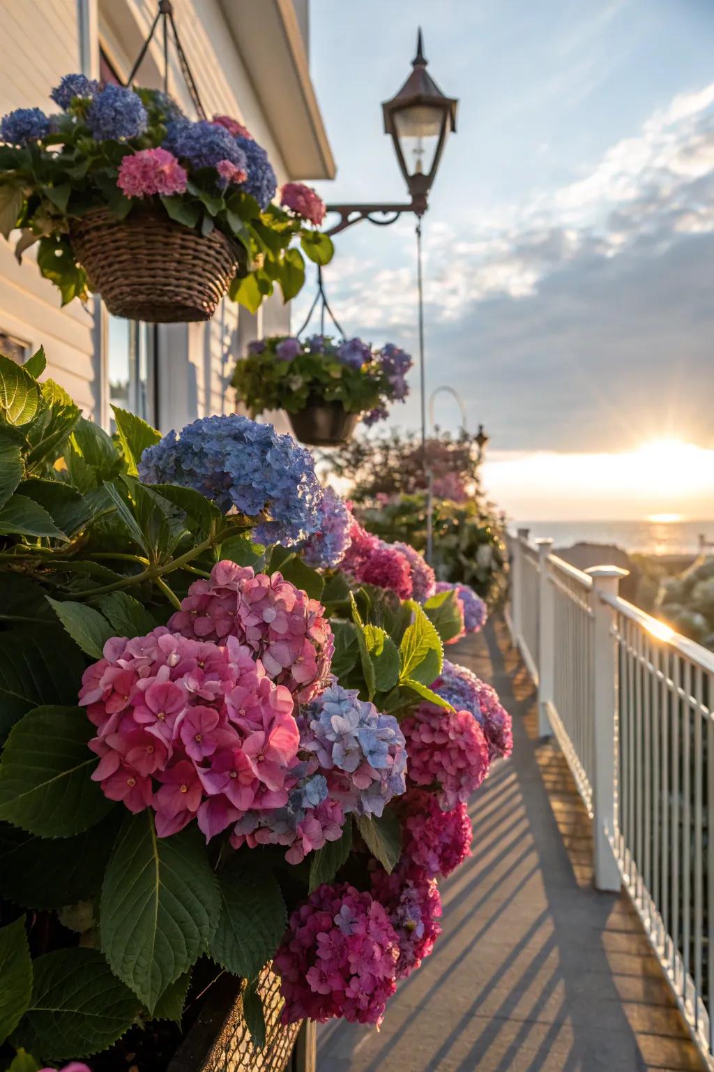 Hydrangeas creatively showcased in suspended baskets on a balcony.