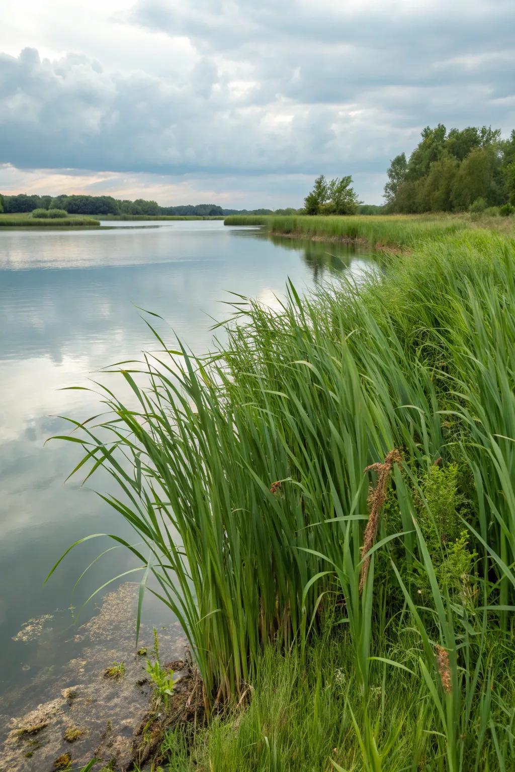 <strong><em>Amber Cascade Sedge</em></strong> enhancing an aqua feature.” loading=”lazy” class=”pimg”>
	</picture><figcaption><strong><em>Amber Cascade Sedge</em></strong> enhancing an aqua feature.</figcaption></figure>
<p>Enhance your aquatic feature or rain garden with <strong><em>Amber Cascade Sedge</em></strong>. Its refined, arching stems inject a natural element that splendidly complements water aspects.</p>
<h3>Some ideas to consider:</h3>
<ul class=