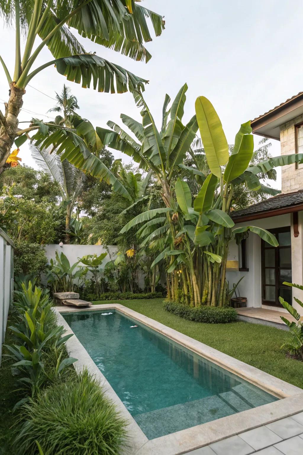 Design your tropical getaway with poolside 'nana' plants.