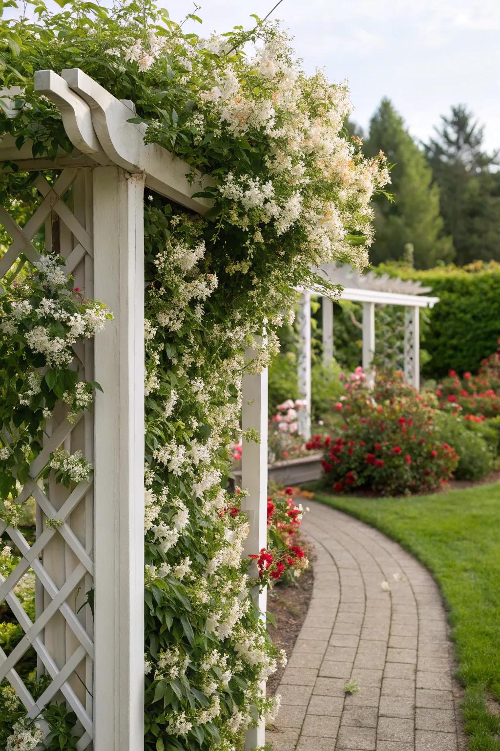 Demarcate and govern your garden with a starflower support.