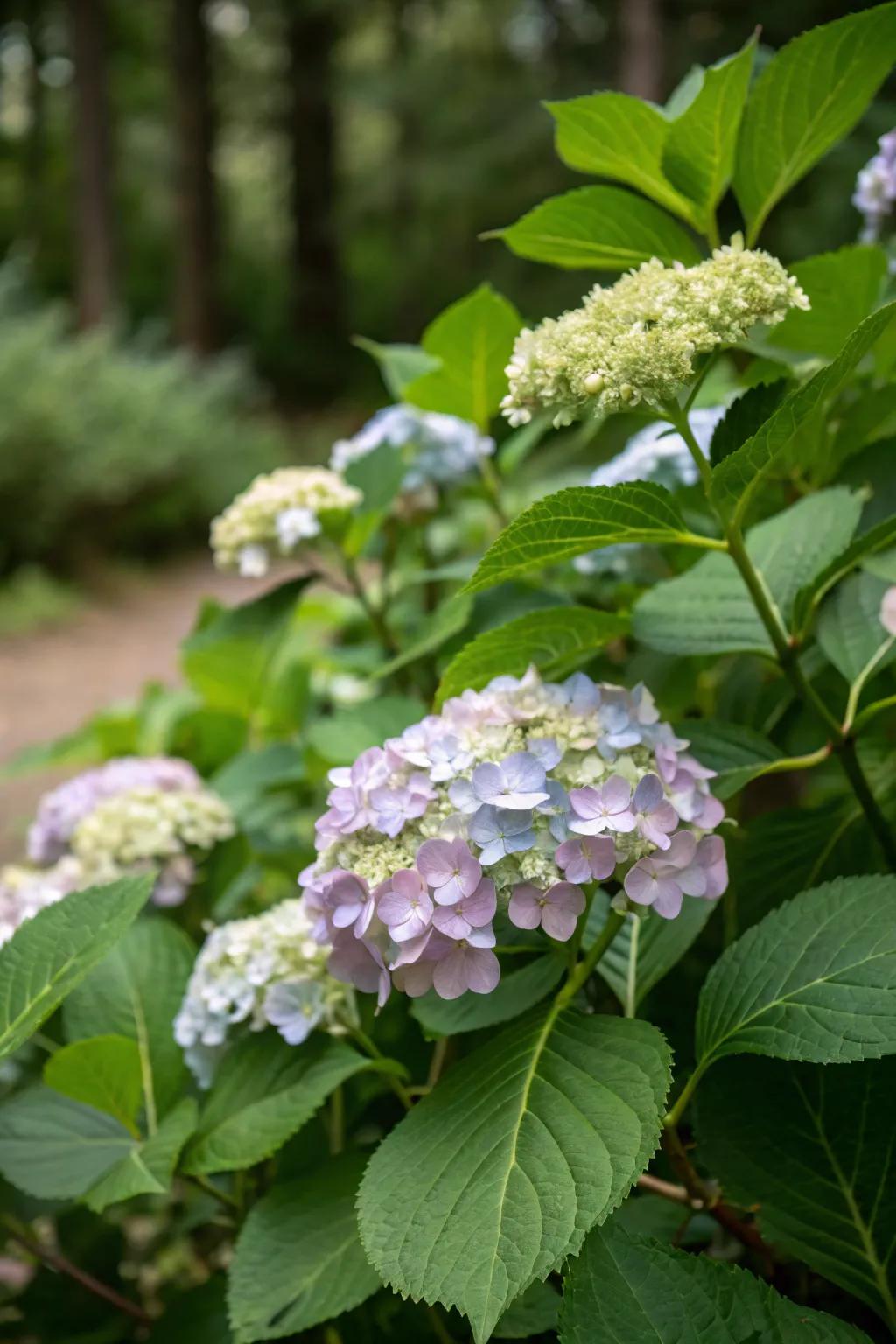 <strong><em>Snowdrift Blooms</em></strong> adding summer refinement.” loading=”lazy” class=”pimg”>
	</picture><figcaption><strong><em>Snowdrift Blooms</em></strong> adding summer refinement.</figcaption></figure>
<p>For summer blossoms, <strong><em>Snowdrift Bloom</em></strong> offers clusters of white flowers that illuminate any garden. It’s an outstanding pick for aficionados of a refined, pristine aesthetic.</p>
<h3>May just do the trick:</h3>
<ul class=