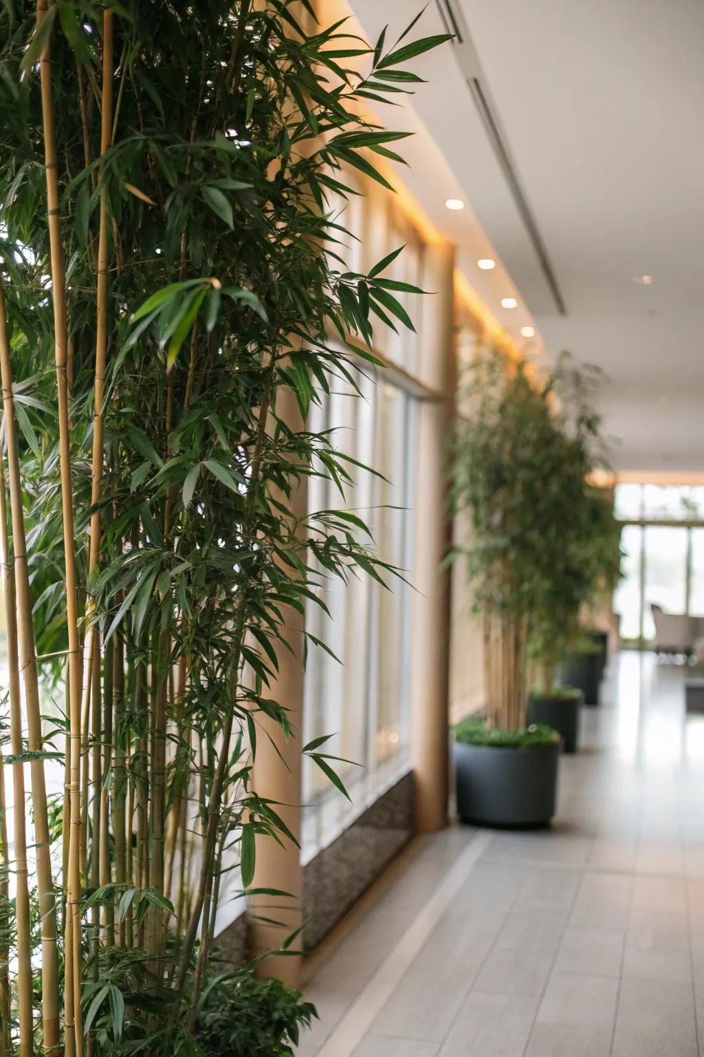 Delineate your area through an organic flora division.