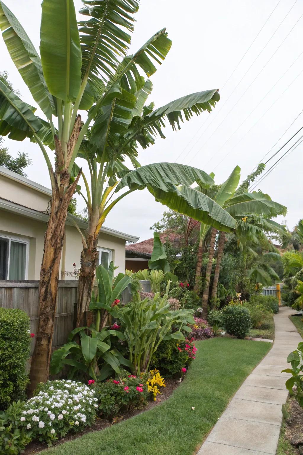 Shield your garden with 'nana' acting as organic breeze breaks.