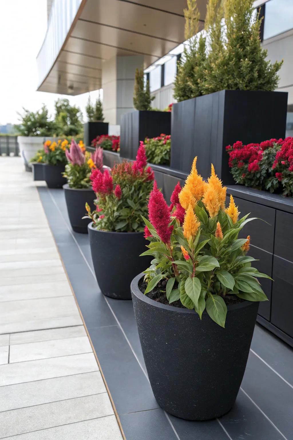 Black containers add elegance and make cock's comb colors pop.