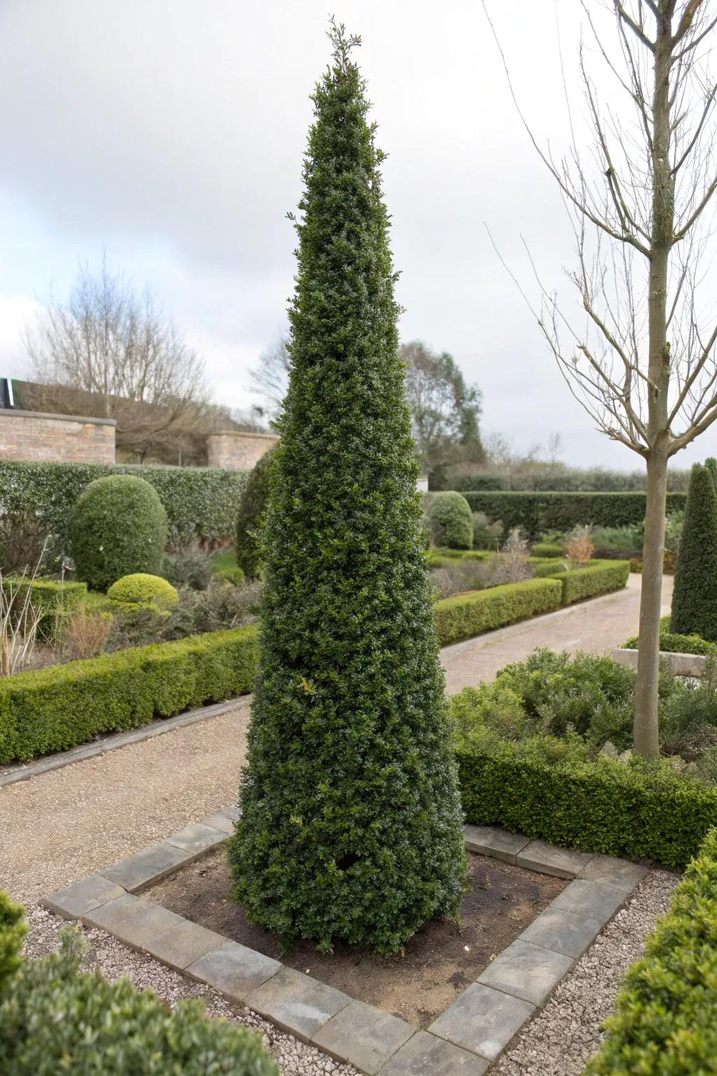 Upright Inkberry is ideal for narrow, vertical hedging solutions.