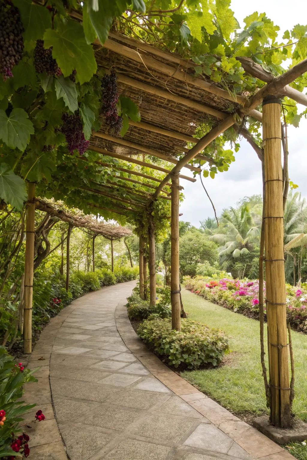 An eco-friendly bamboo gateway offering delicate support for grapevines.