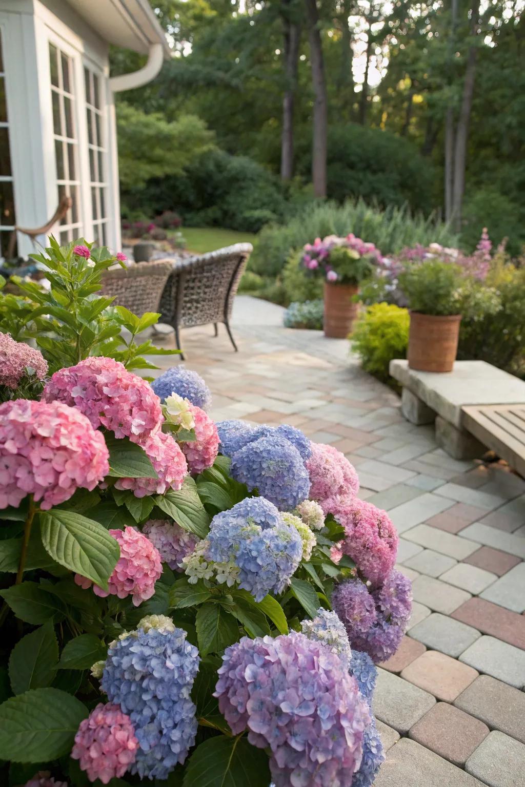 Vibrant assemblages of hydrangeas creating a lively backyard display.