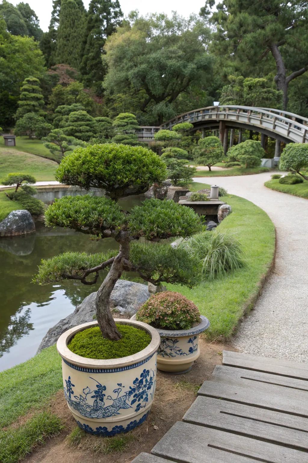 Miniature trees in ceramic containers in a Japanese garden.