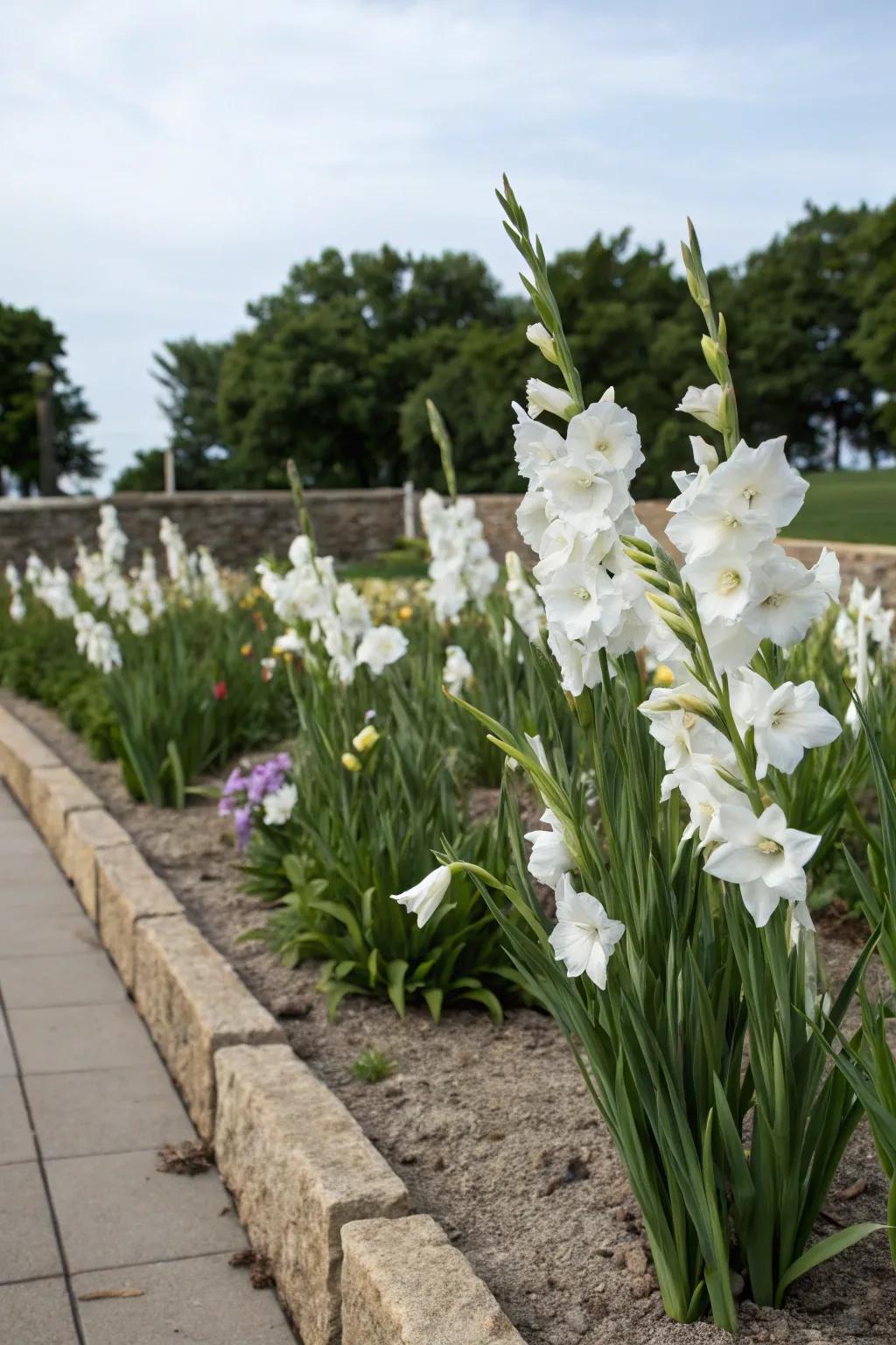 Garden filled with white flowers.