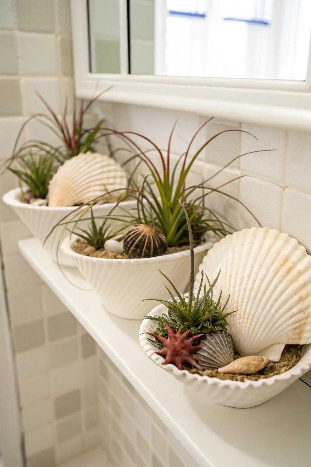 Seashells attach a seaside mood to air plant displays.