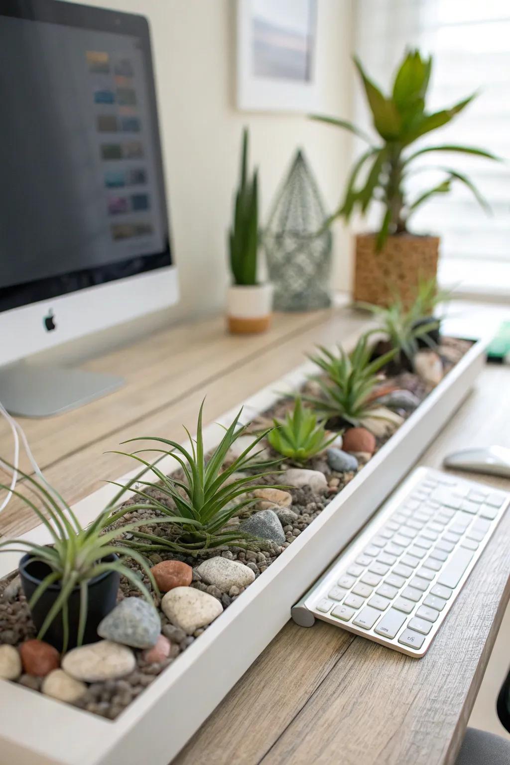 Air plants arranged on ornamental stones.