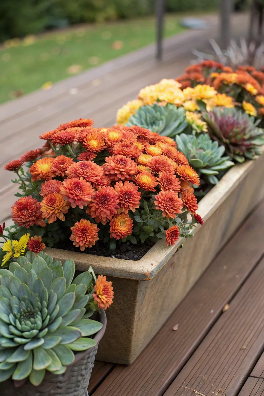 Modern blend with mums and succulents