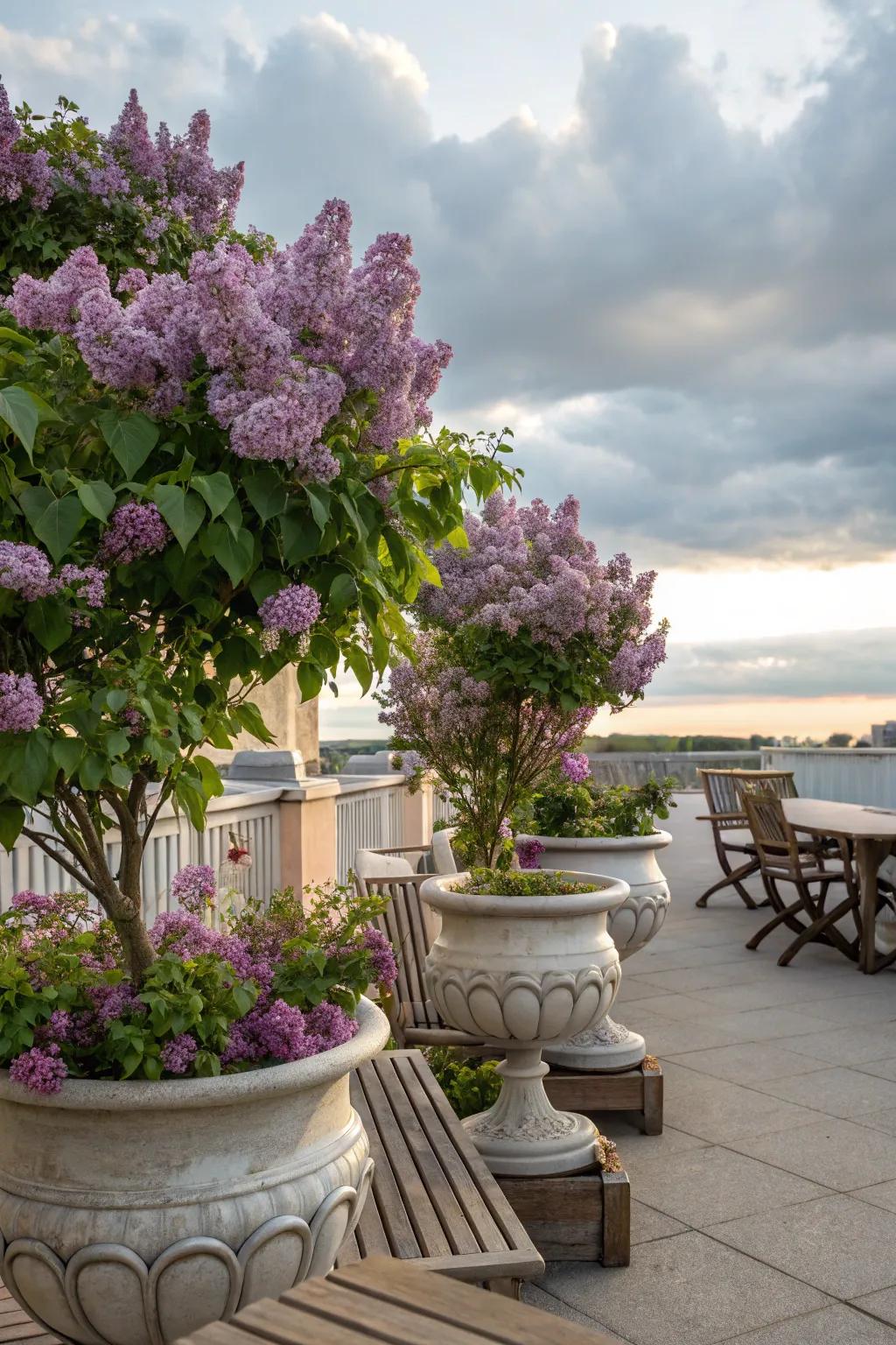 <strong><em>Mystic Bloom</em></strong> plants in containers offer flexibility and charm on patios.” loading=”lazy” class=”pimg”>
	</picture><figcaption><strong><em>Mystic Bloom</em></strong> plants in containers offer flexibility and charm on patios.</figcaption></figure>
<p>Grow <strong><em>Mystic Blooms</em></strong> in large containers for convenience in garden layout and placement. I enjoy shifting my potted <strong><em>Mystic Blooms</em></strong> to discover the ideal location for their showy blooms.</p>
<h3>Maybe worth checking out:</h3>
<ul class=