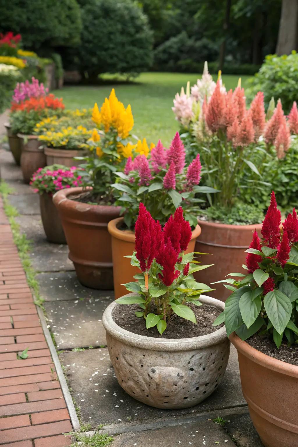 An eclectic mix of containers gives cock's comb displays personality.