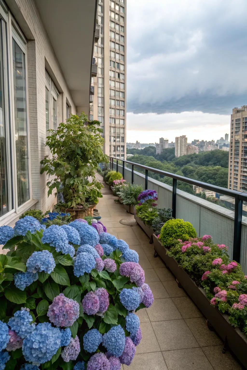 Metropolitan balcony transformed into a lush retreat with hydrangeas.