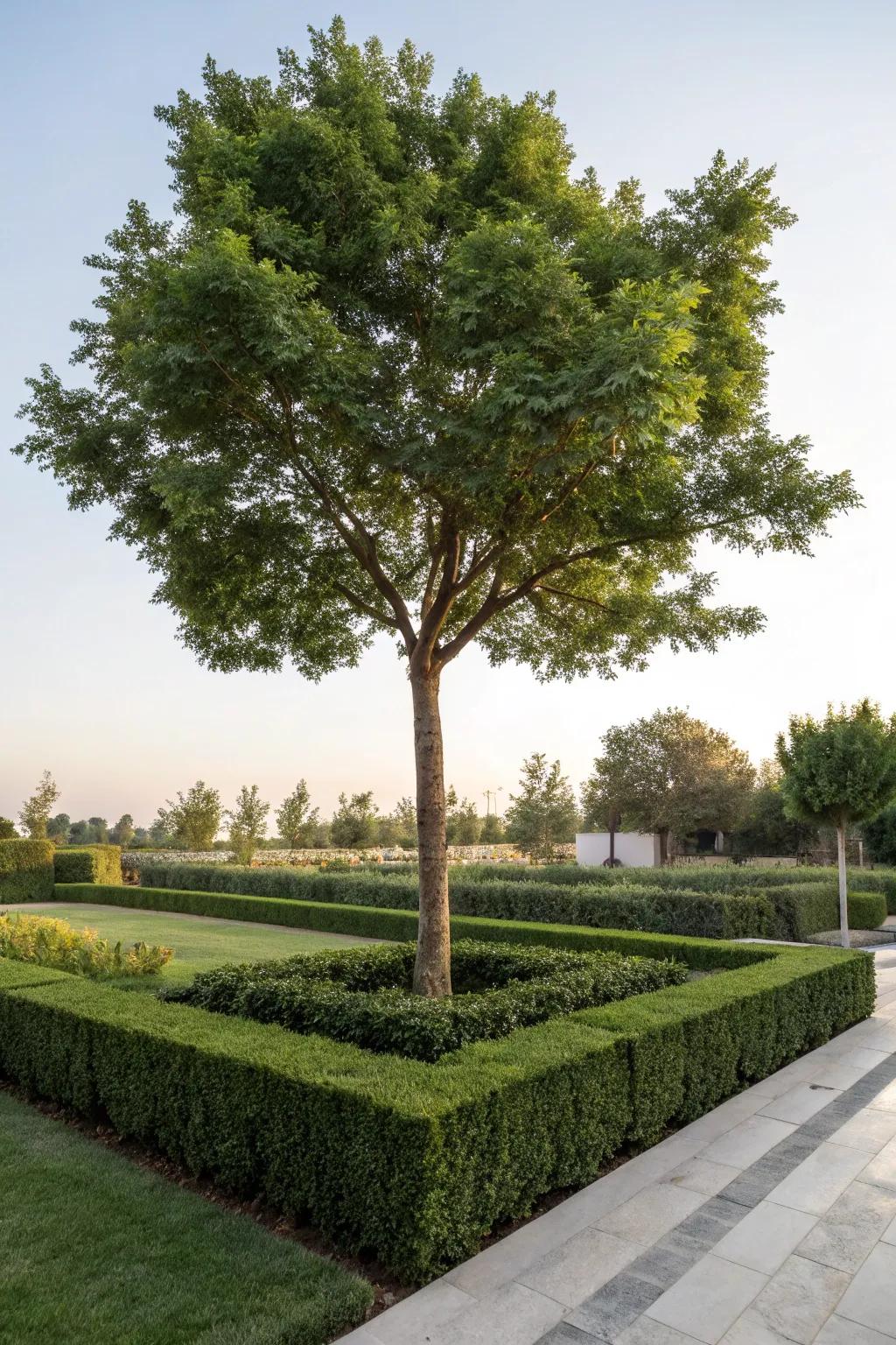 Around trees, hedges offer structure and privacy.