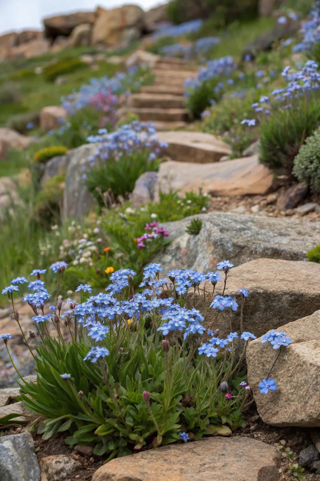 Alpine settings with forget-me-nots inject color into stone gardens.