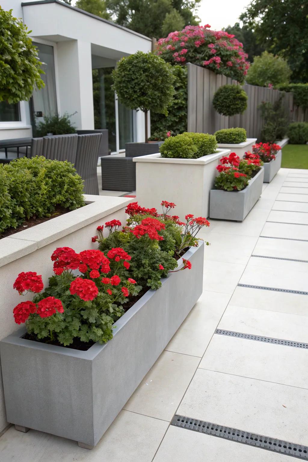Refined aggregate containers provide a modern backdrop for vibrant geraniums.