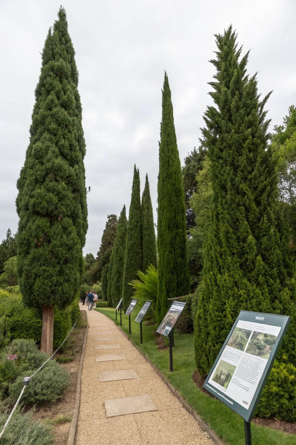 Educate and inspire with Skyline Sentinel as a garden feature.