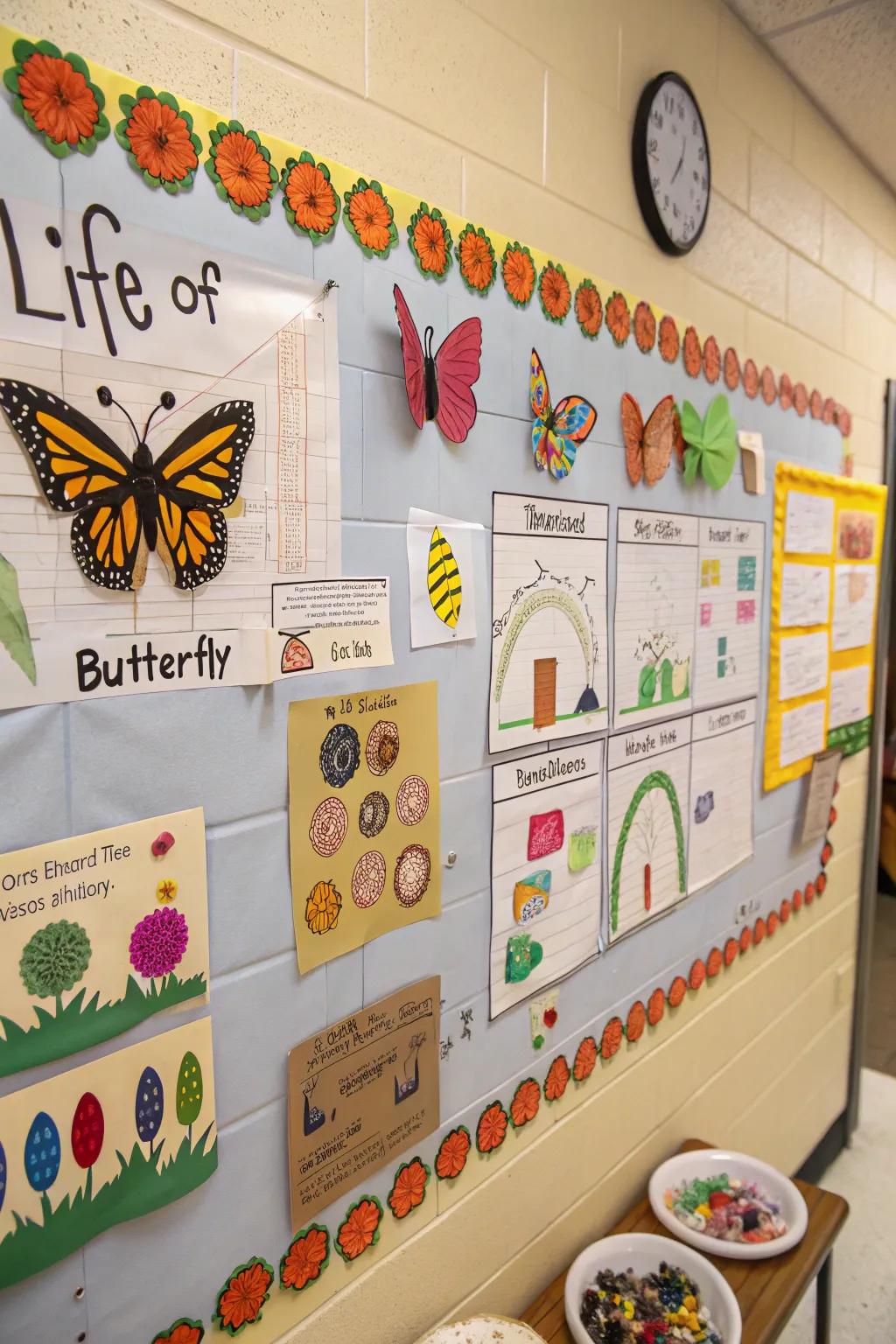 An instructive bulletin board showcasing the existence continuum of the winged creature.