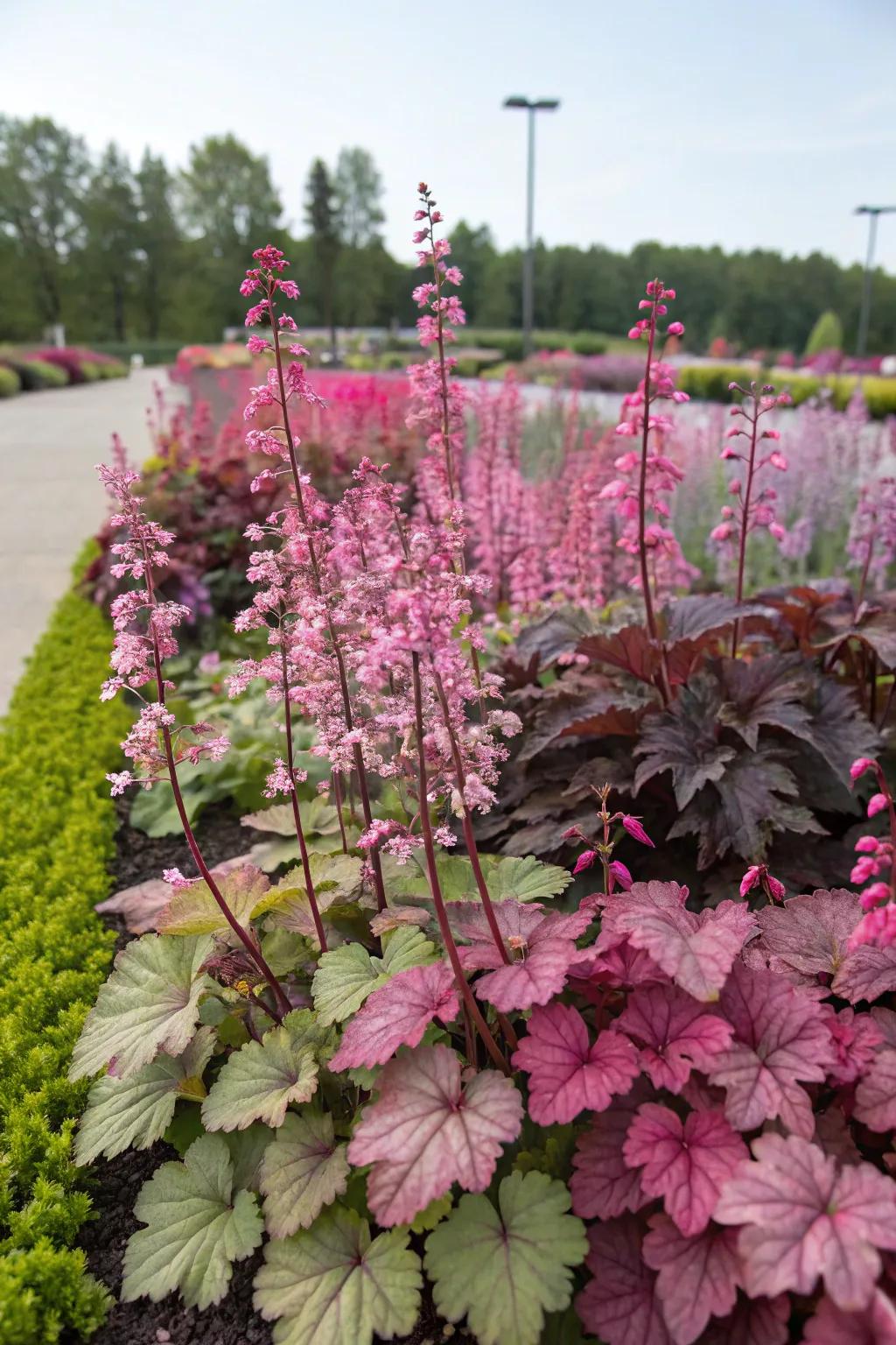 Mass planting of kaleidoscope bells crafts a stunning and vibrant display within the garden.