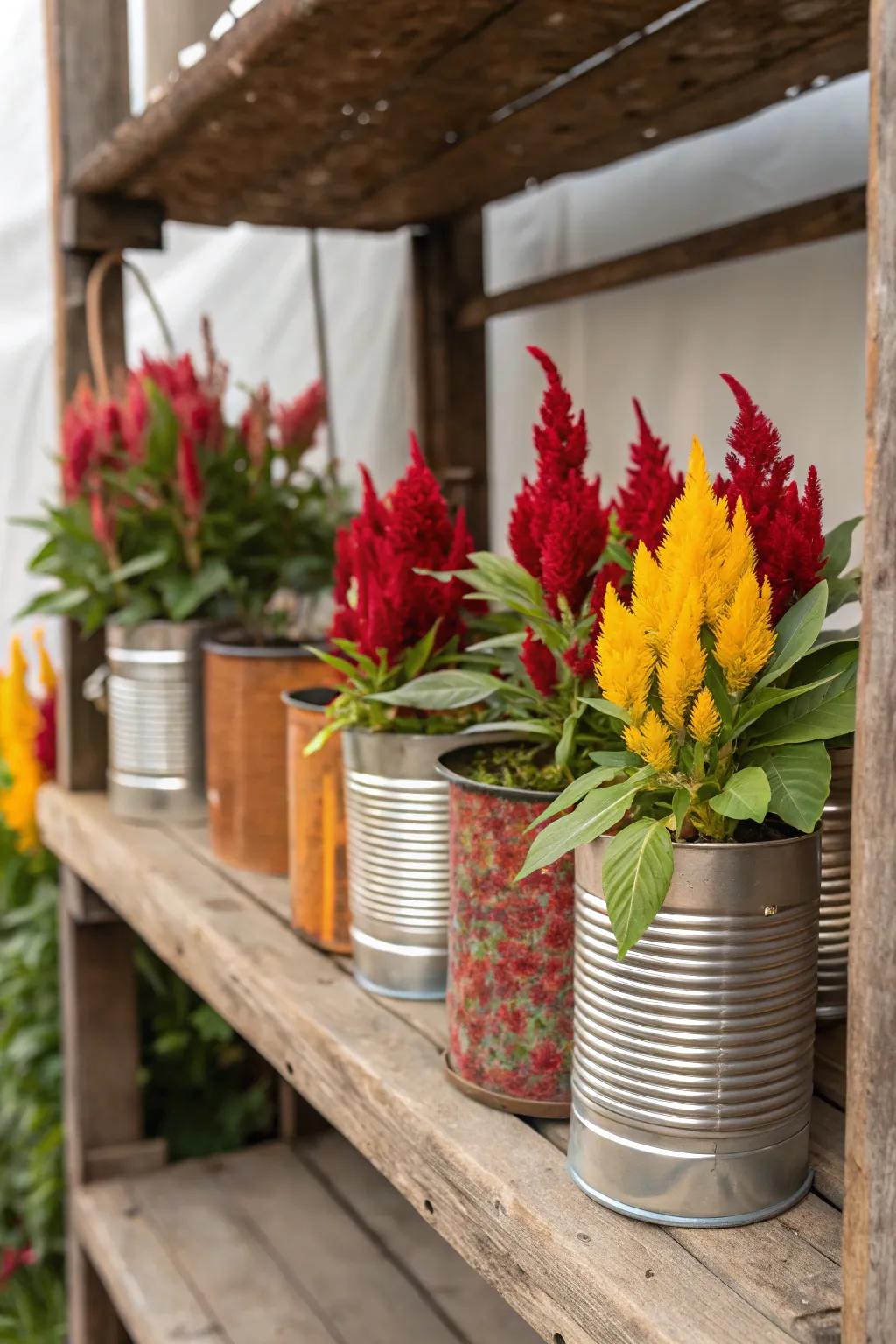 Repurposed tin cans offer cock's comb a vintage charm.