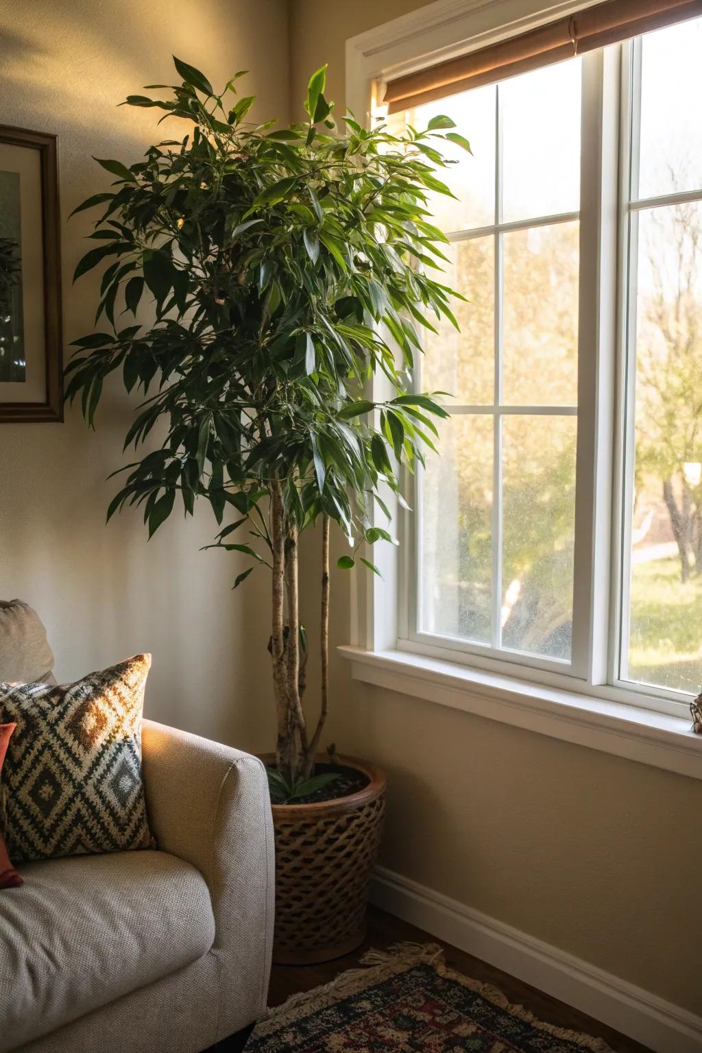 Welcome the outdoors inside by adding an impressive indoor plant.