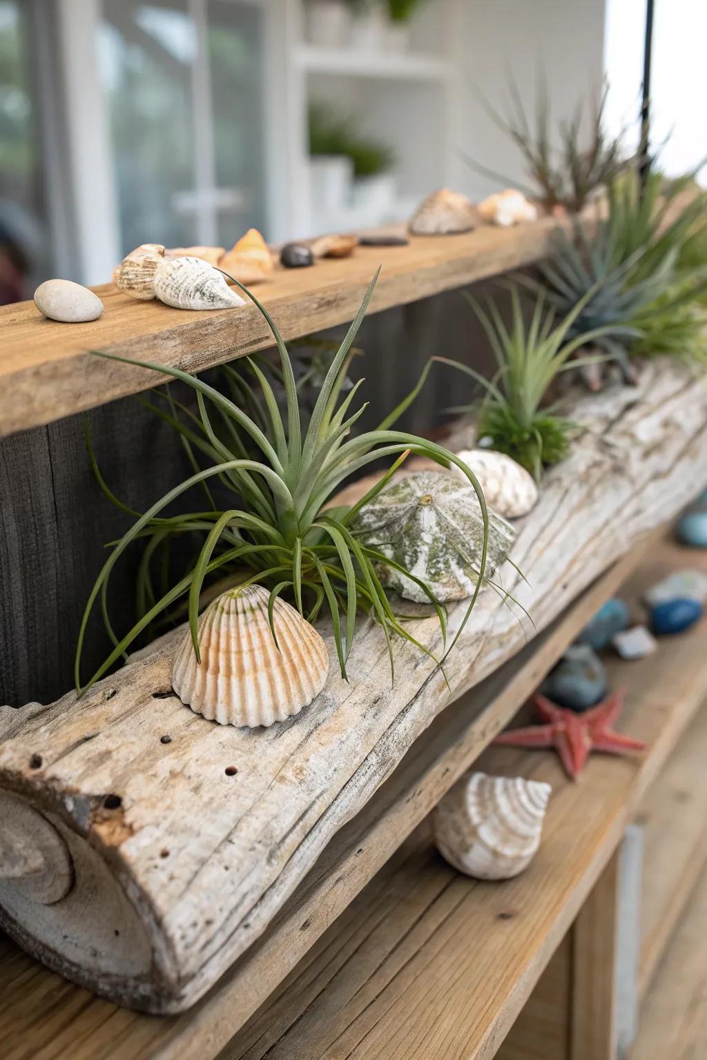 Air plants mounted on driftwood evoke a captivating seaside tableau.