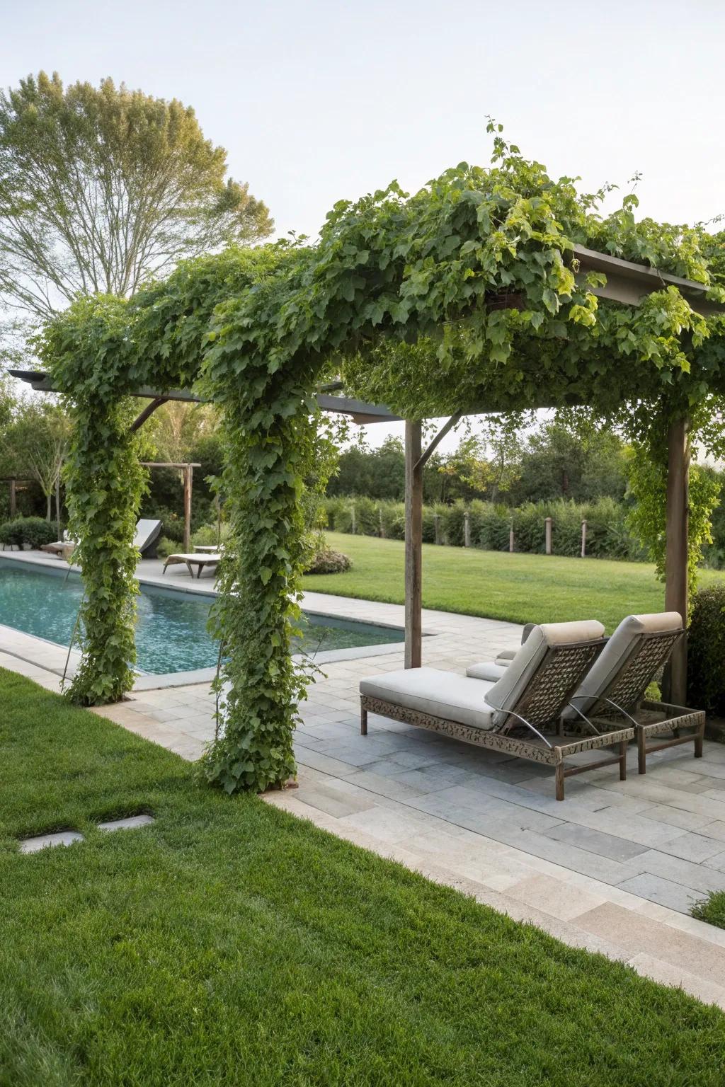 Design a peaceful sanctuary with a vine-draped pergola.