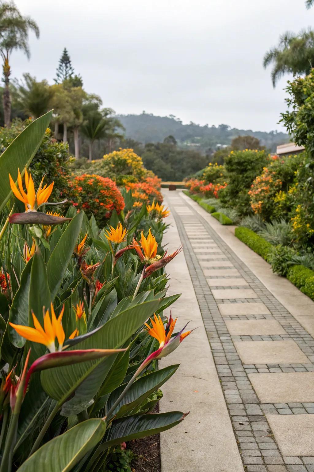 Design an awe-inspiring entrance by making Bird of Paradise the central focal point.