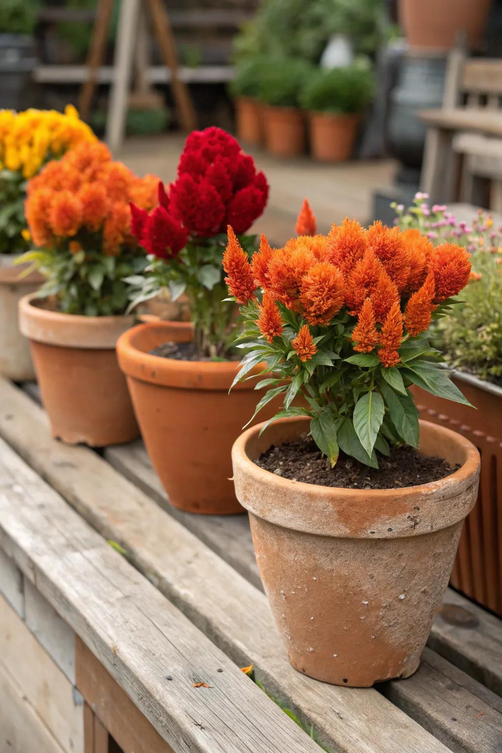 The vivid hues of cock's comb are gorgeously matched by terracotta containers.