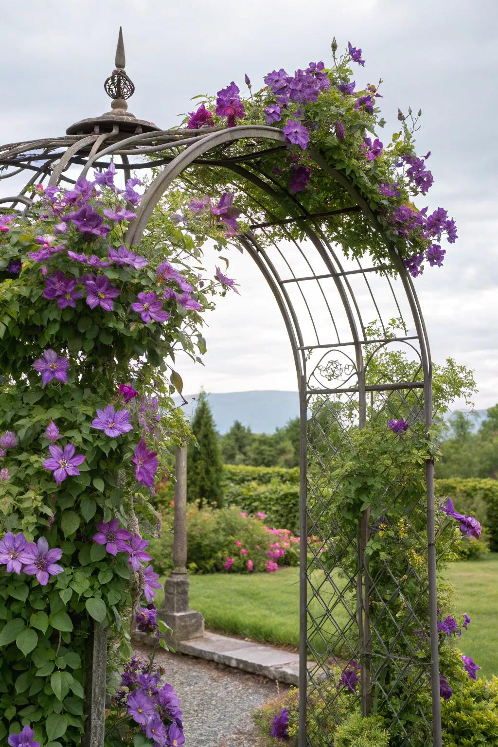 A metallic garden gateway embraced by clematis crafts a mesmerizing entrance.